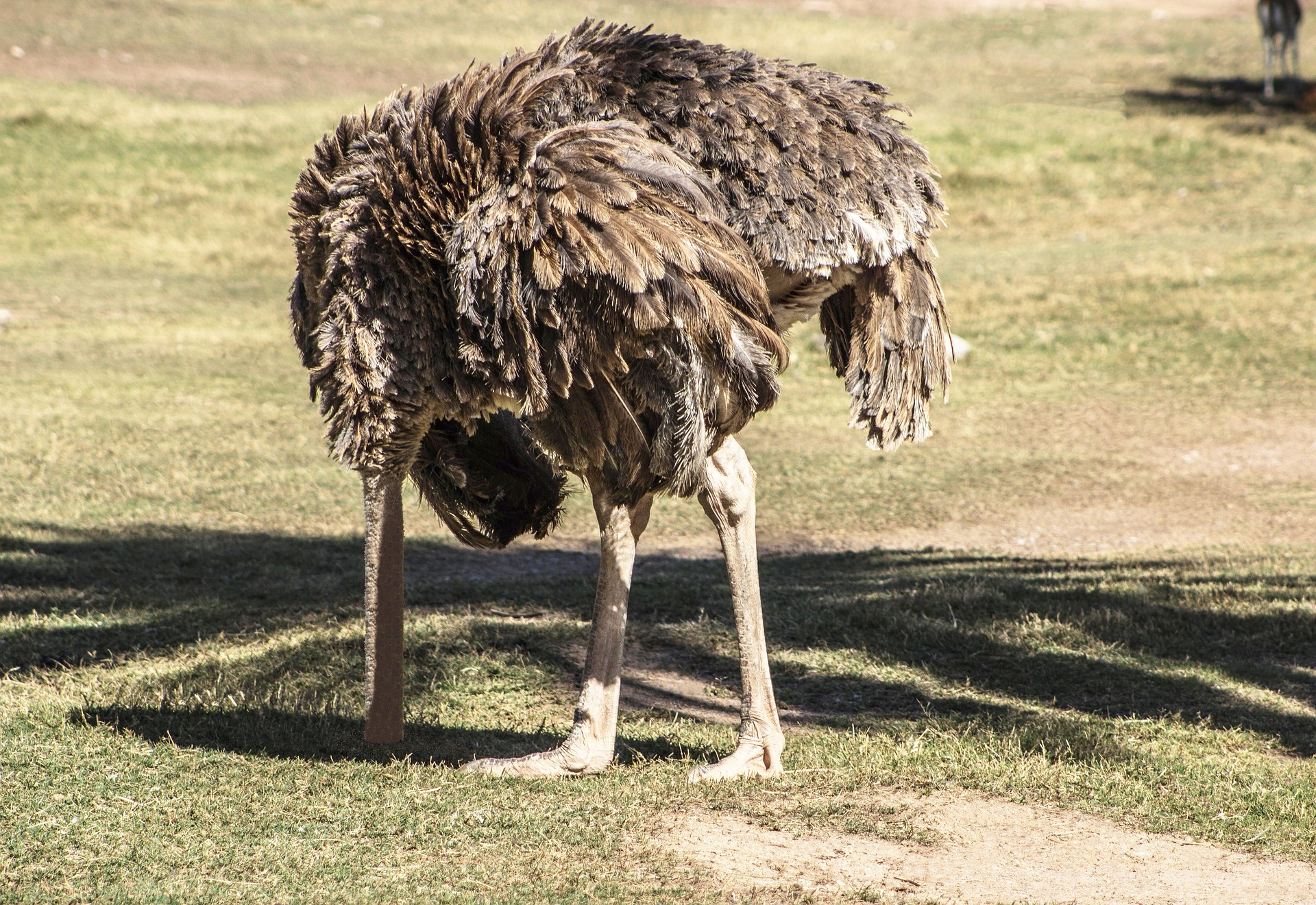 ostrich with head in the ground